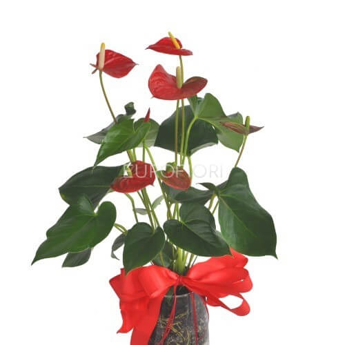 Piante di anthurium Piante di anthurium